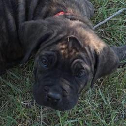 Red Collar Female - Chestnut brindle female Cane Corso puppy in Lewistown, Montana from Corsi Amore Kennels
