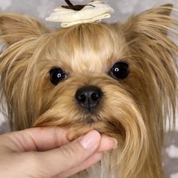 Yorkshire Terriers from Alina's Royal Yorkies