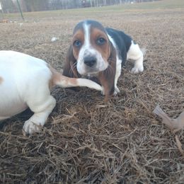 Basset Hound Puppies from Redbud Ranch Basset Hounds