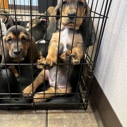 Basset Hound Puppies from Blessed Bassets