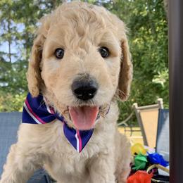 Simba - Cream male Goldendoodle puppy in Belfair, Washington from Merry R Goldendoodles