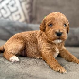 Lilly - Red  female Goldendoodle puppy in Maricopa, Arizona from AZ Designer Goldendoodles