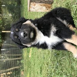 Australian Shepherd Puppies from The Joyful Australian Shepherd