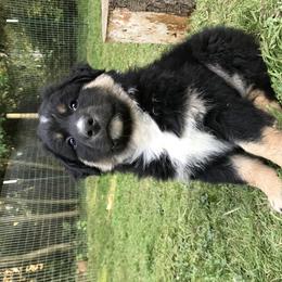 Australian Shepherd Puppies from The Joyful Australian Shepherd