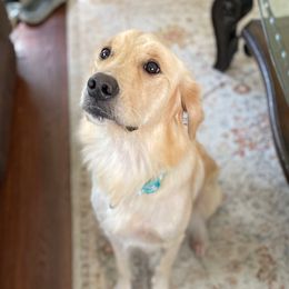 Sally - Golden Retriever