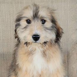 Benji - Red & white female Australian Shepherd puppy in Limestone, Tennessee from Pilot Hill Teddy Bear Puppies