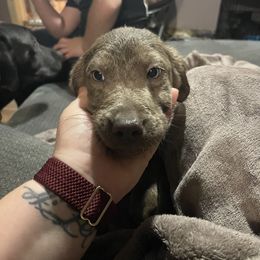 Lightning - Dilute Retriever puppy from Chickentown Labradors