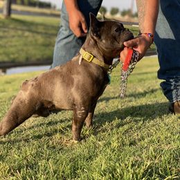 Boon - French Bulldog