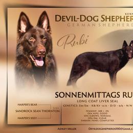 Rubi - German Shepherd