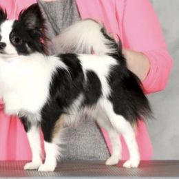 Chihuahuas and Poodles from Morgenstern Kennels