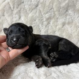 Blue - Black and red male German Shepherd puppy in Tennessee from Chattanooga Tn German Shepherds