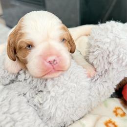 None - Blenheim female Cavalier King Charles Spaniel puppy in Bandera County, Texas from Hill Country Cavaliers