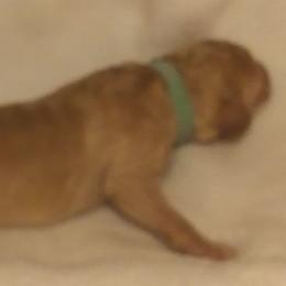 Poodle Puppies from Barbi's Standards