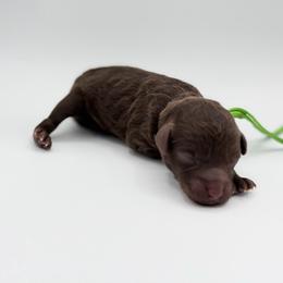 Snickers - Brown male Poodle puppy in Southampton, New Jersey from Lavishly Loved Pets LLC
