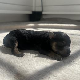 Maltipoo Puppies from Chelby Albrecht