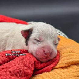 (Pink) Red Female - Red speckled female Australian Cattle Dog puppy in Burleson, Texas from Bluebonnet Heelers