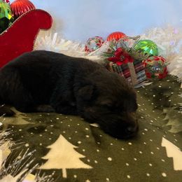 Blizzard - Black and tan male German Shepherd puppy in Walla Walla, Washington from Silver Knight Shepherds
