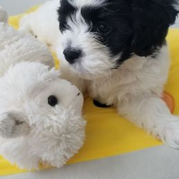 Spotty - Black and white male Shichon puppy in Carmel, Indiana from S&S Pups