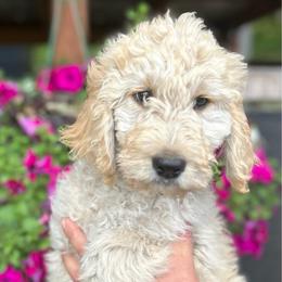 F1 Goldendoodle Pink collar - Cream female Goldendoodle puppy in Rainier, Washington from Hanson’s NW Goldens & Doodles