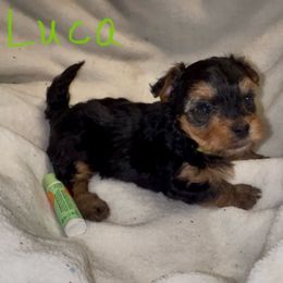 Luca- smallest in the litter - Black & tan tri-color male Morkie puppy in Seneca, Missouri from M.Y. Morkies and Yorkies