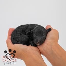 Benny - Black male Labradoodle puppy in Travelers Rest, South Carolina from Doodles of Love Labradoodles