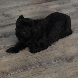 Raven - Yorkshire Terrier