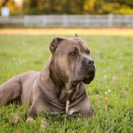 Royal - Cane Corso