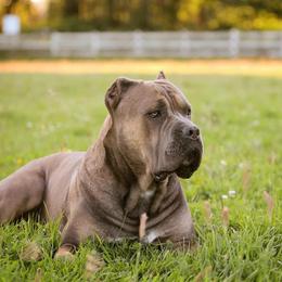 Royal - Cane Corso