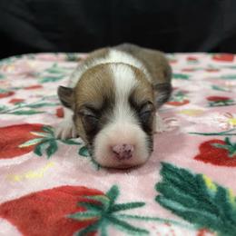 Grumpy - Red male Pembroke Welsh Corgi puppy in Barstow, California from Caldwell’s Corgis of Southern California