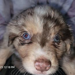 Red - Red merle male Miniature Australian Shepherd puppy in Conneaut, Ohio from J&K Mini Aussies and Golden Retrievers