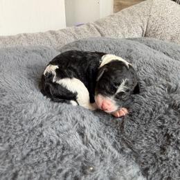 Mario - Black tri-color male Aussiedoodle puppy in Jacksonville, Florida from Lolo’s Aussiedoodle