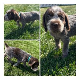 Maple - Wirehaired Pointing Griffon puppy in Jerome, Idaho from Double R Griffons