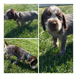 Maple - Wirehaired Pointing Griffon puppy in Jerome, Idaho from Double R Griffons