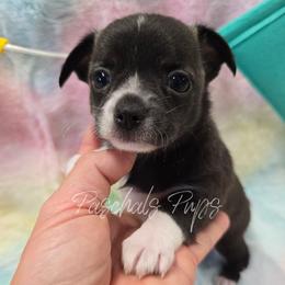 Thumper - Black and white male Chihuahua puppy in Bowdon, Georgia from Paschal's Pups