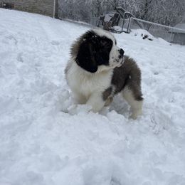 Saint Bernard Puppies from Northwoods Saint Bernards