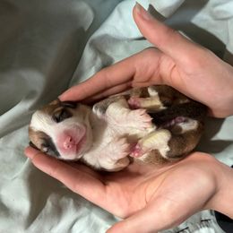 Tiara - Red female Pembroke Welsh Corgi puppy in Delton, Michigan from CorGizmo