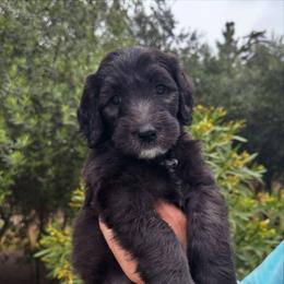 Sheepadoodle Puppies from Dots Sheepadoodles