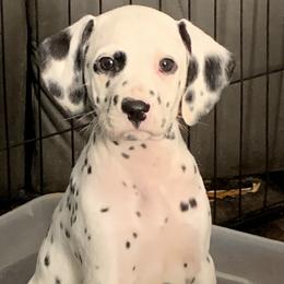 LUA- Dark Pink collar girl - White and black Dalmatian puppy in Waterloo, Iowa from Daisy's Dalmatians