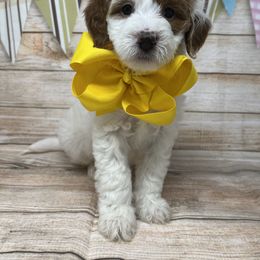 Goldendoodle Puppies from Curlydoodles