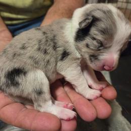 Girl 3 Green - Sable merle female Border Collie puppy in Bradley, South Carolina from DiCola Farm