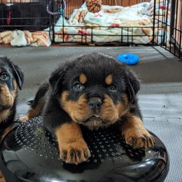 Rottweiler Puppies from Galaxia Rottweilers