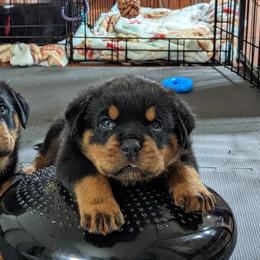 Rottweiler Puppies from Galaxia Rottweilers