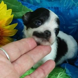 Vern - Black and white Chihuahua puppy in Emory, Texas from Mel's Wags & Kisses