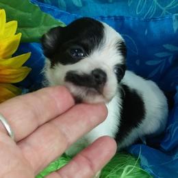 Vern - Black and white Chihuahua puppy in Emory, Texas from Mel's Wags & Kisses