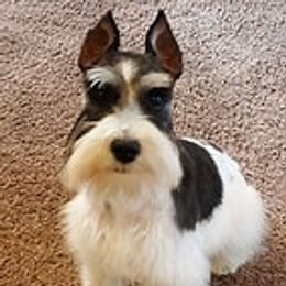 Heart - Miniature Schnauzer