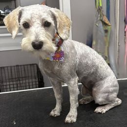 Poppy Grace Shriver - Schnoodle