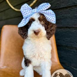 Yelena - Brown and white female Bernedoodle puppy in Owasso, Oklahoma from Kallams Bernedoodles & Bernese Mountain Dogs