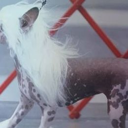 Chinese Cresteds from Wyldhair Chinese Crested