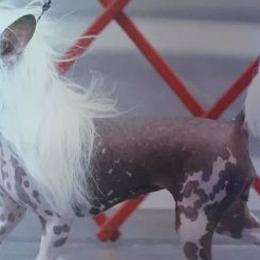 Chinese Cresteds from Wyldhair Chinese Crested