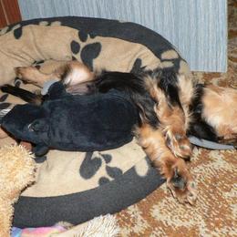 Cavalier King Charles Spaniel Puppies from 7 Bridges Cavaliers